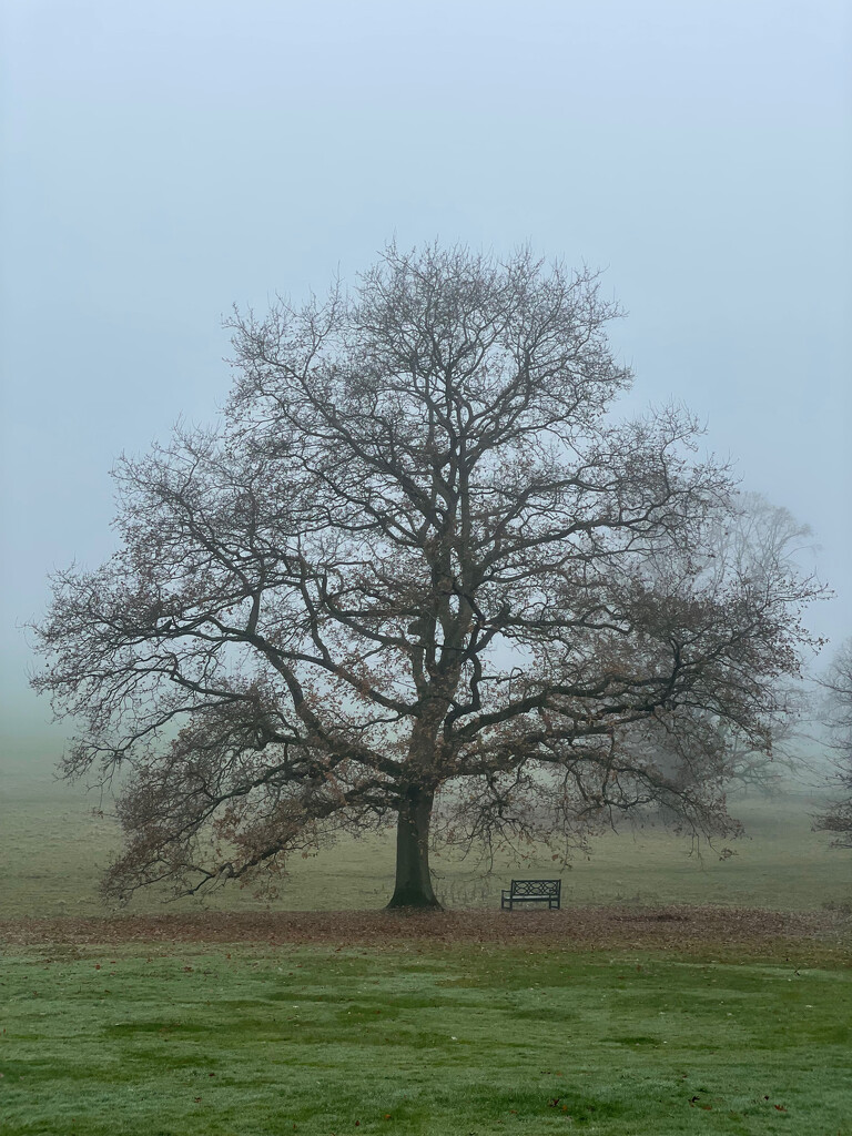 Tree in the Fog by 365projectmaxine