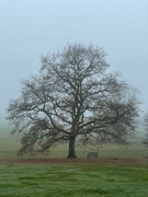 19th Dec 2021 - Tree in the Fog