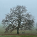 Tree in the Fog by 365projectmaxine