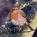 Christmas Robin by carole_sandford
