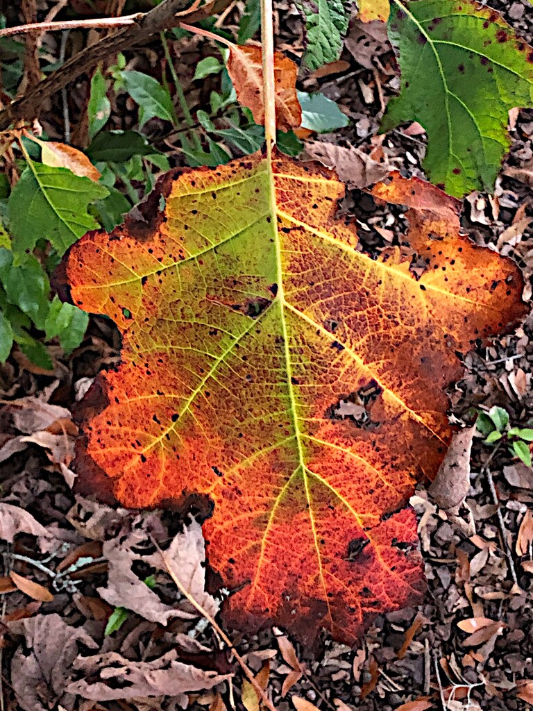 The story of Autumn by congaree