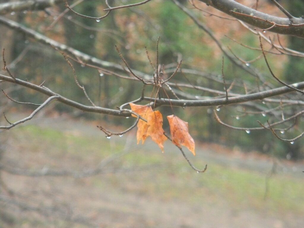 Remaining Maple Leaves by sfeldphotos