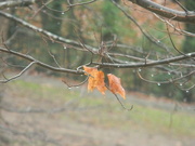 19th Dec 2021 - Remaining Maple Leaves