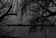 3rd Dec 2021 - Trees over the Thames
