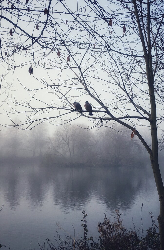 Misty morning by pattyblue