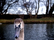 25th Jan 2011 - Swan Vista