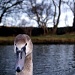 Swan Vista by rich57