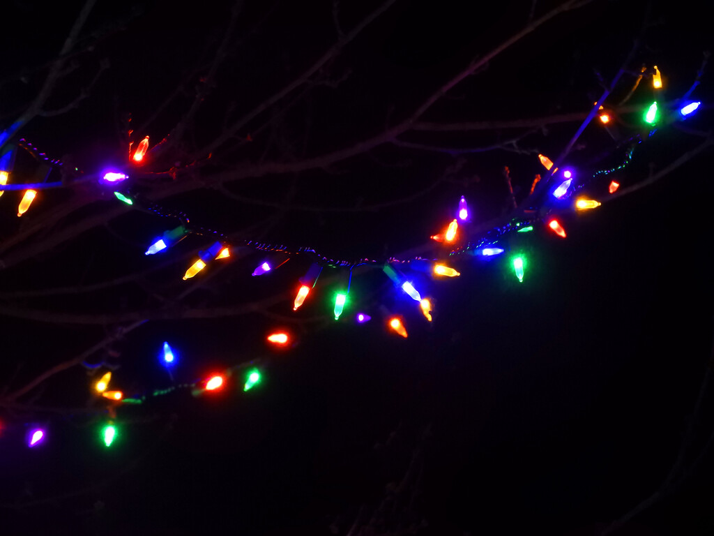 Tree lights by homeschoolmom