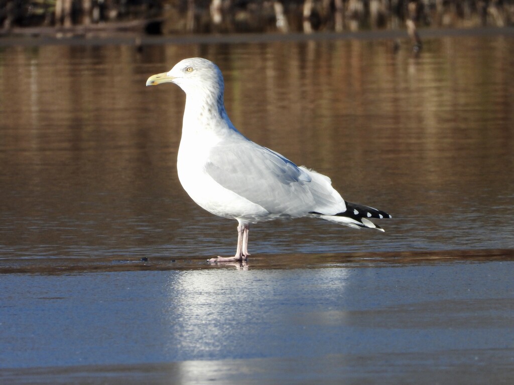 bird on ice by amyk