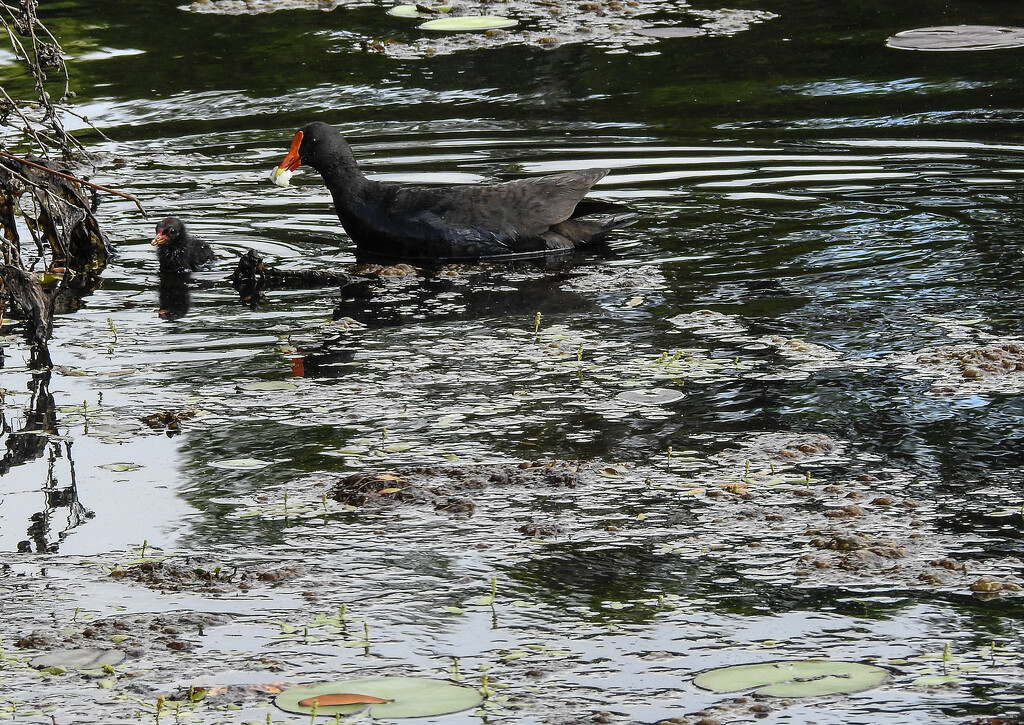Swamp hen and chick by jeneurell