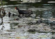 20th Dec 2021 - Swamp hen and chick