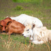 Zebu calves chilling by ludwigsdiana