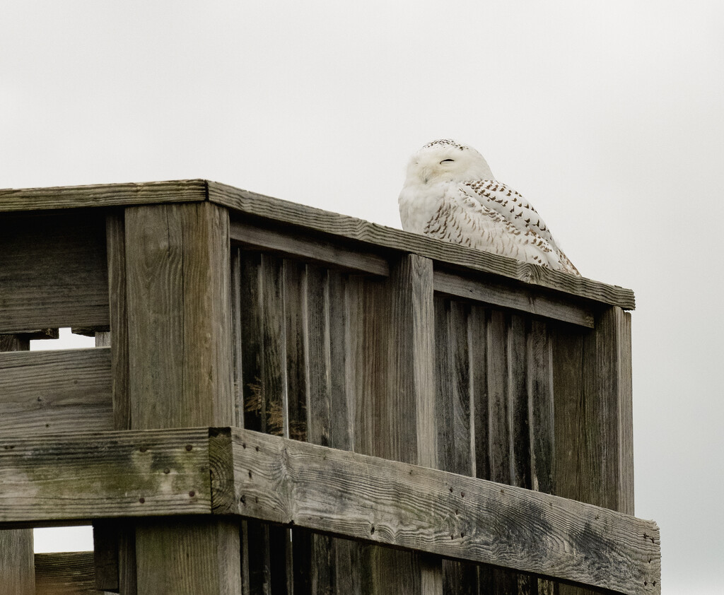 Snowy Owl at Rest by brotherone