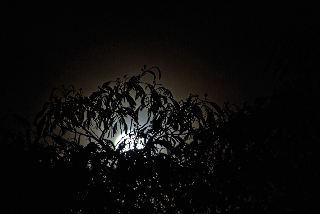Moonrise through the trees by kiwinanna