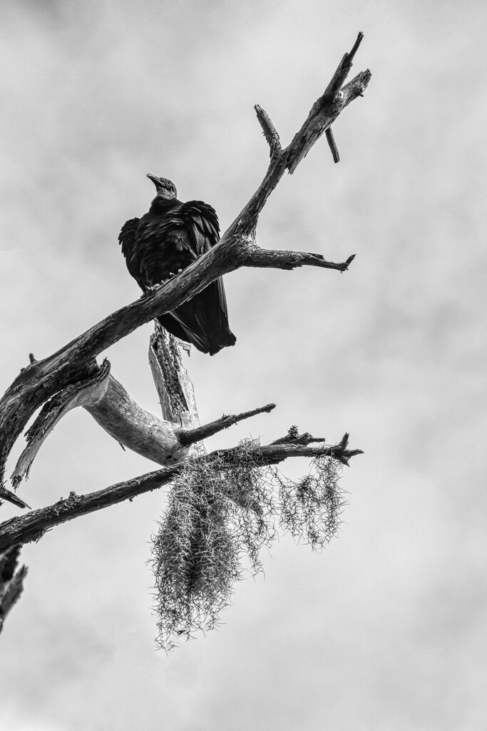 Black Vulture  by kvphoto