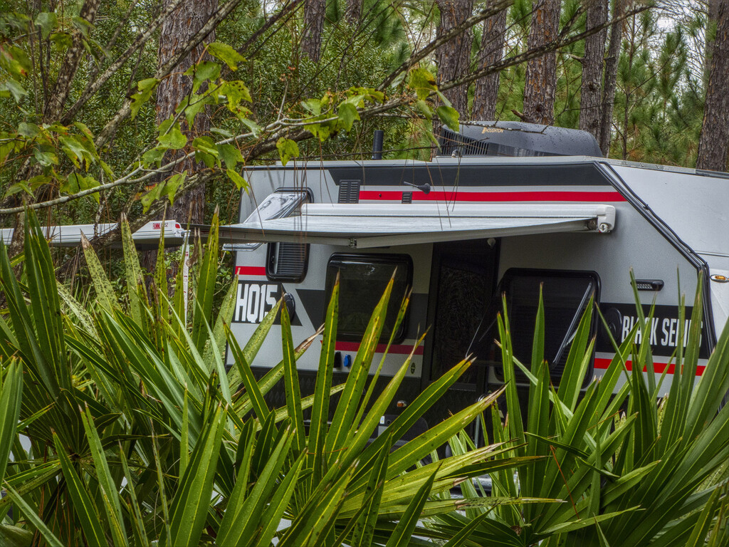 Camping Amidst the Palmettos by k9photo