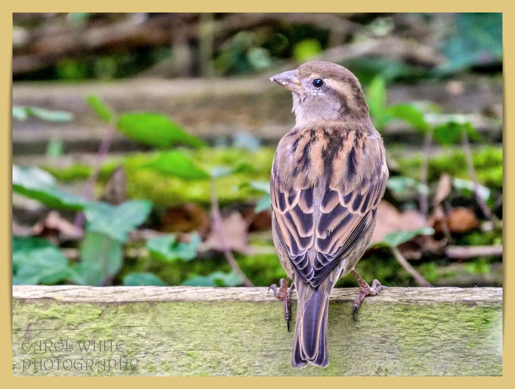 Just A Little Sparrow by carolmw