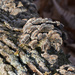 Woodland Fungi by falcon11