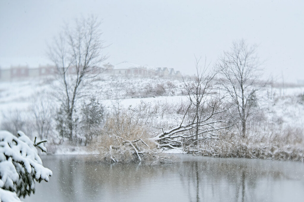 Winter Pond by gardencat