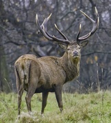 20th Dec 2021 - Wollaton Stag this morning