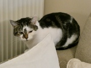 20th Dec 2021 - No way am I moving from this radiator !