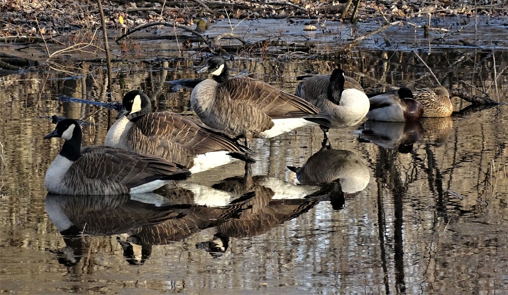 Geese and Mallards by brillomick