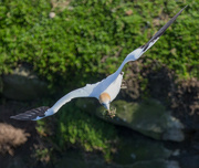 5th Nov 2021 - Nesting time for the gannets