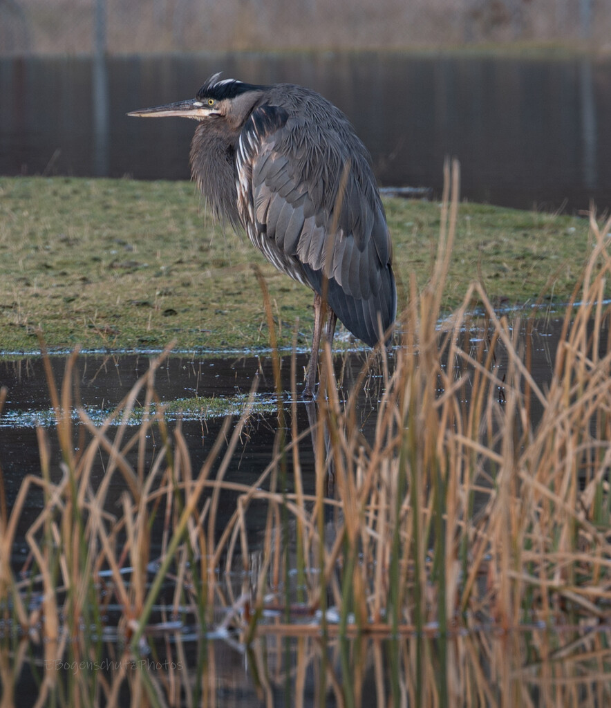  Heron at Carrie Blake Park in the reeds   by theredcamera