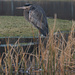 Heron at Carrie Blake Park in the reeds   by theredcamera