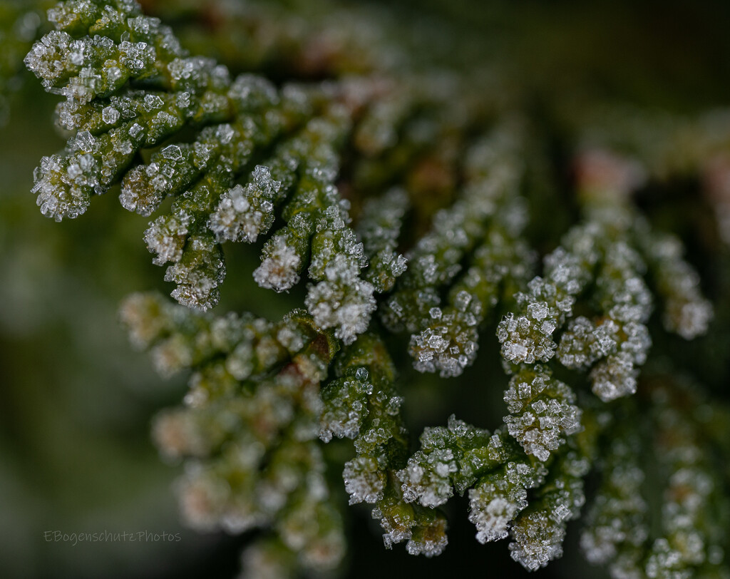 Frosty Tips  by theredcamera