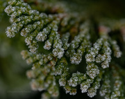 17th Dec 2021 - Frosty Tips 
