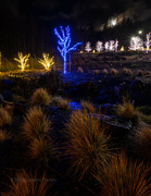19th Dec 2021 - Christmas Lights at the S"Klallam Tribe Center