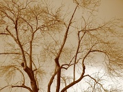 21st Feb 2010 - Sepia Tree