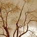 Sepia Tree by cheriseinsocal