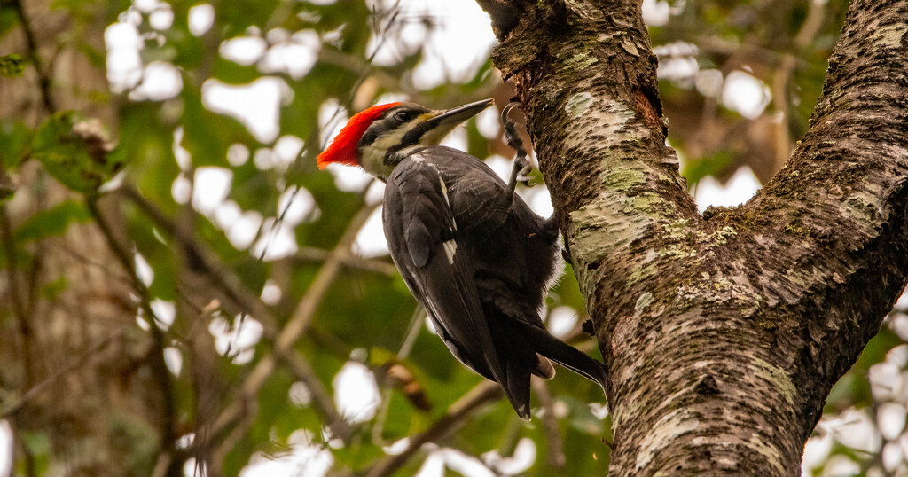 Female Pileated Woodpecker by rickster549