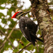 Female Pileated Woodpecker by rickster549