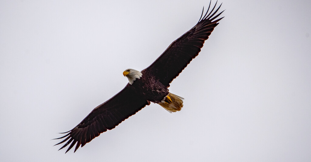 Bald Eagle Fly-Over! by rickster549