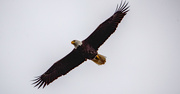 20th Dec 2021 - Bald Eagle Fly-Over!