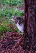 18th Dec 2021 - Peeking cat behind tree
