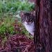 Peeking cat behind tree by acolyte