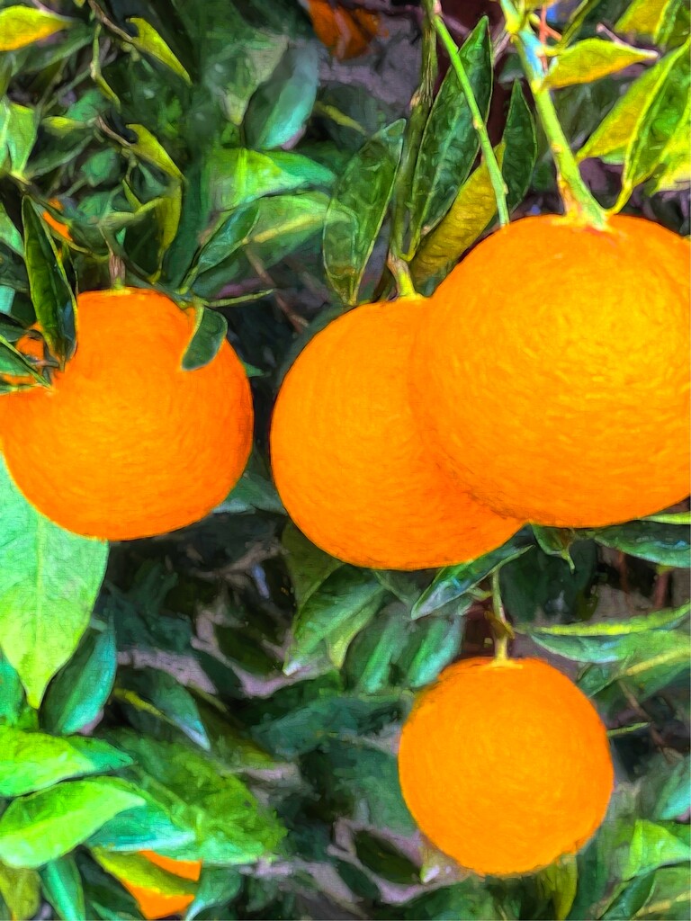 Impressionistic Oranges by joysfocus