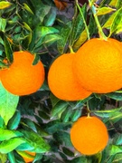 20th Dec 2021 - Impressionistic Oranges