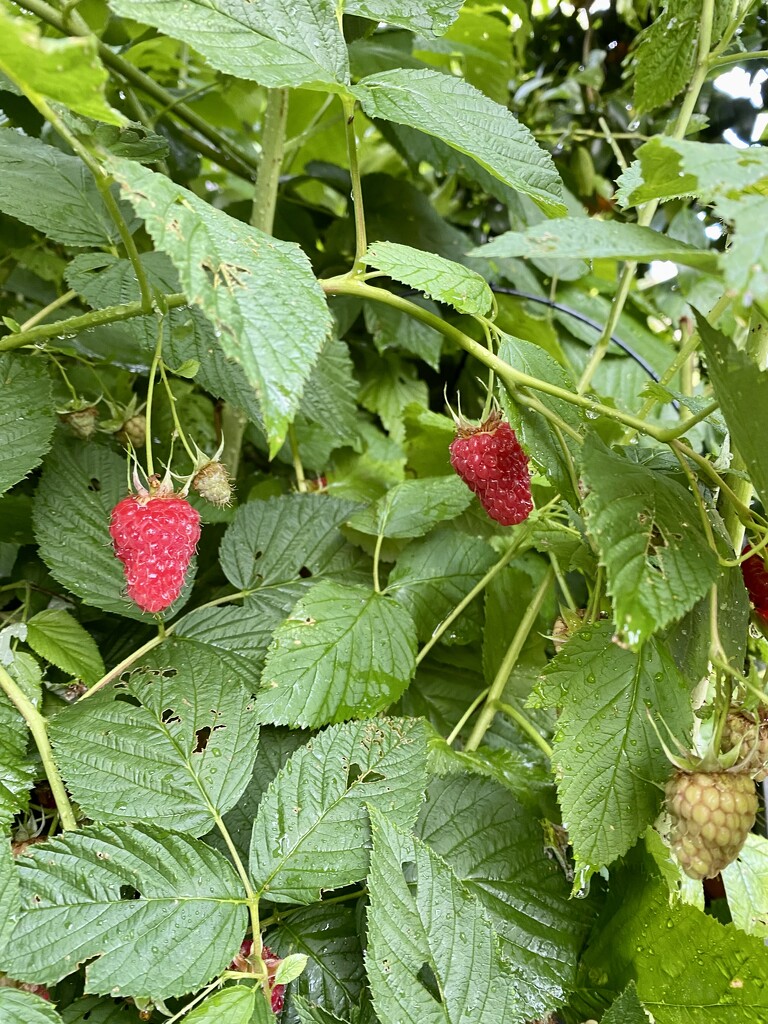 Raspberry season by nicolecampbell