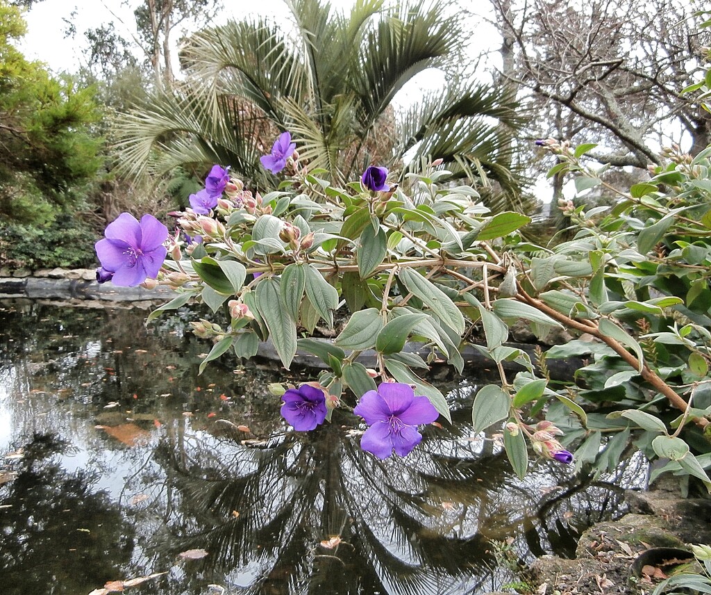 Purple flowers..... by cutekitty