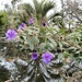 Purple flowers..... by cutekitty