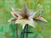 20th Dec 2021 - Amaryllis