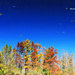 Cobalt Autumn by juliedduncan