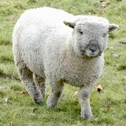 21st Dec 2021 - Friendly sheep at Shugborough 