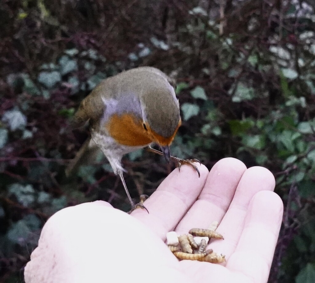 Feeding Mr Robin. by tonygig