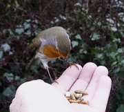 21st Dec 2021 - Feeding Mr Robin.